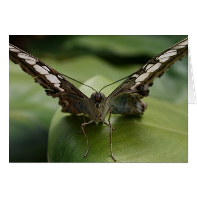 Mariposa en verde - interior en blanco (Anverso (Horizontal))