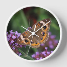 Mariposa estilo Buckeye común en el reloj de la pa