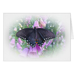 Mariposa femenina de Spicebush Swallowtail