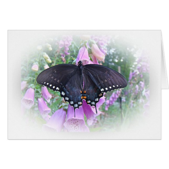 Mariposa femenina de Spicebush Swallowtail (Anverso (Horizontal))