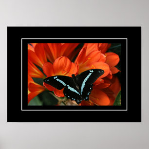 Mariposa/Flores posters