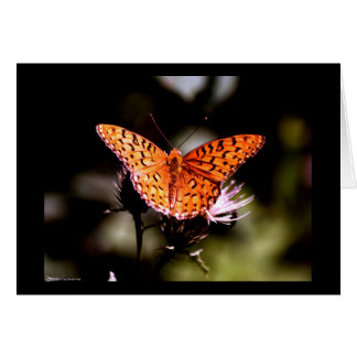 Mariposa fritillera del Golfo