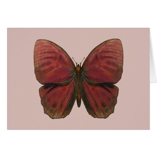 Mariposa Gallo Rojo (Anverso (Horizontal))