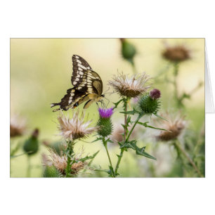 Mariposa Gigante