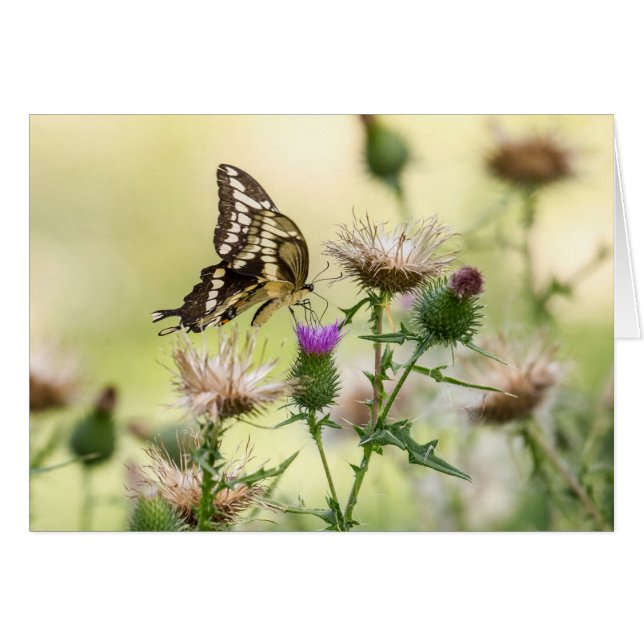 Mariposa Gigante (Anverso (Horizontal))