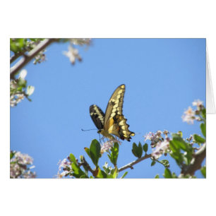 Mariposa gigante de Swallowtail