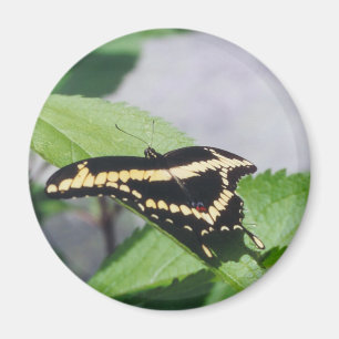 Mariposa gigante de Swallowtail - imán