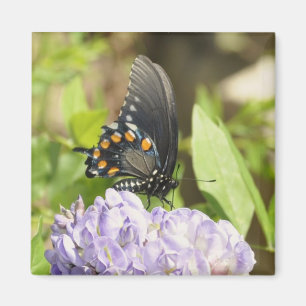 Mariposa hermosa e imán púrpura de la flor