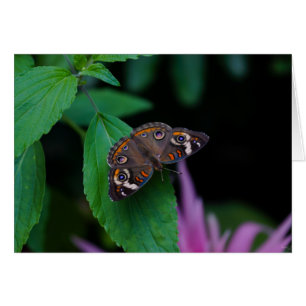Mariposa localizada