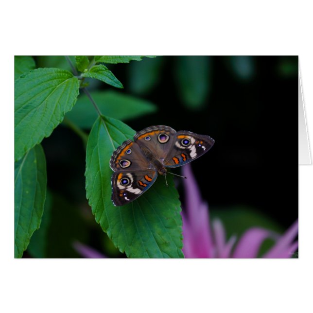 Mariposa localizada (Anverso (Horizontal))