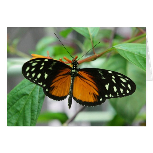 mariposa longwing del hecale (Anverso (Horizontal))