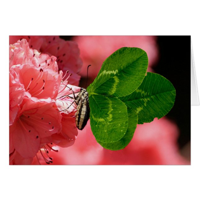 Mariposa Lucky (Anverso (Horizontal))