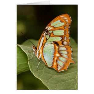 Mariposa malaquita colgada en una hoja