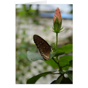 Mariposa marrón