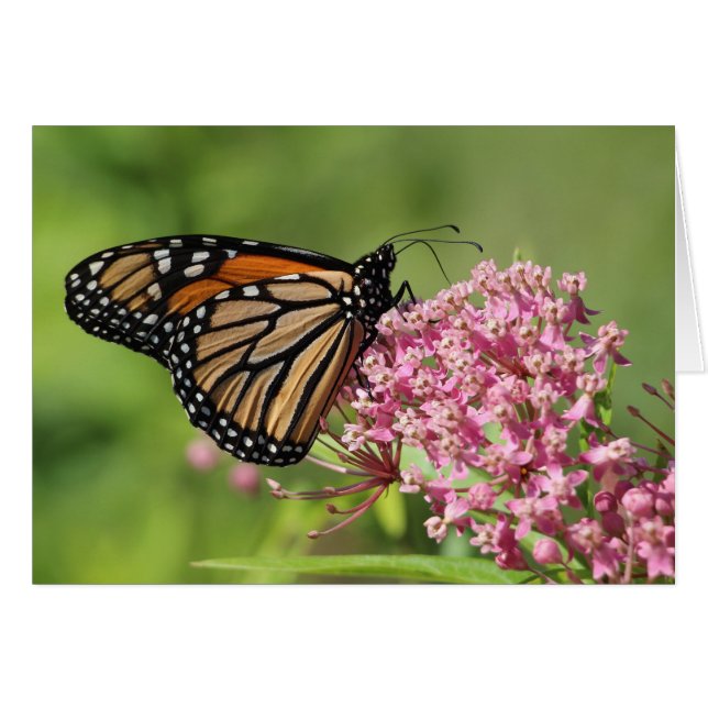 Mariposa monarca (Anverso (Horizontal))