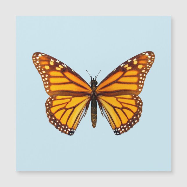 Mariposa monarca (Anverso)