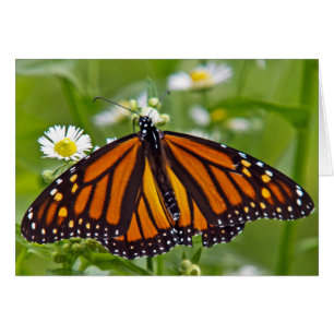 Mariposa monarca