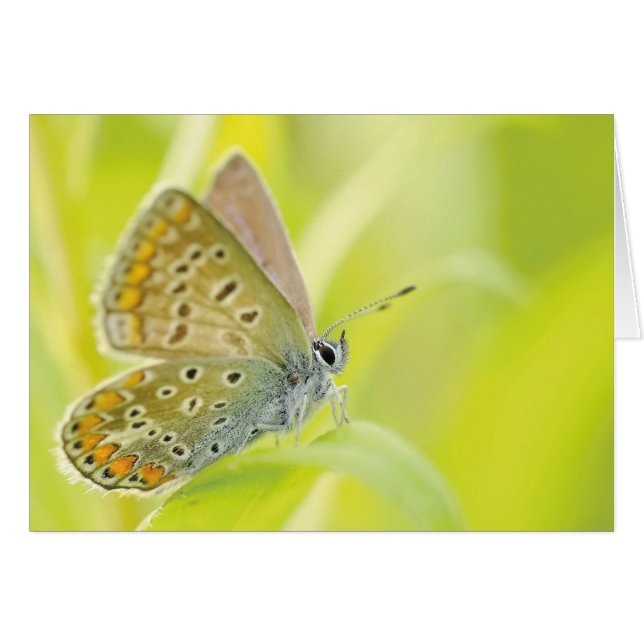 Mariposa monarca (Anverso (Horizontal))