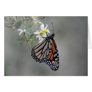 Mariposa monarca