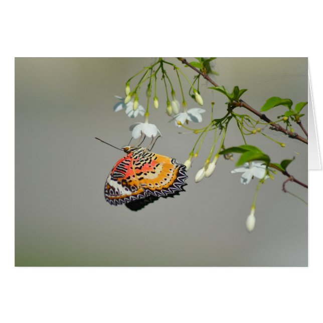 Mariposa monarca (Anverso (Horizontal))