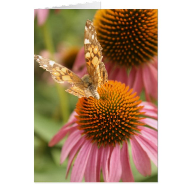 Mariposa monarca (Frente)