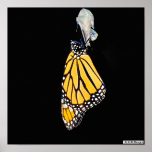 Mariposa Monarca 2022 - Póster