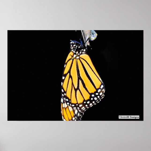 Mariposa Monarca 2022 - Póster (Frente)