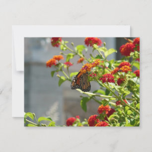 Mariposa Monarca en Arbusto de Mariposas Rojo
