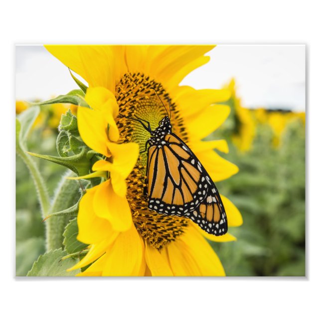 Mariposa monarca en fotografía con girasol Imprimi (Frente)