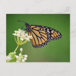 Mariposa monarca en la tarjeta postal de la ciénag