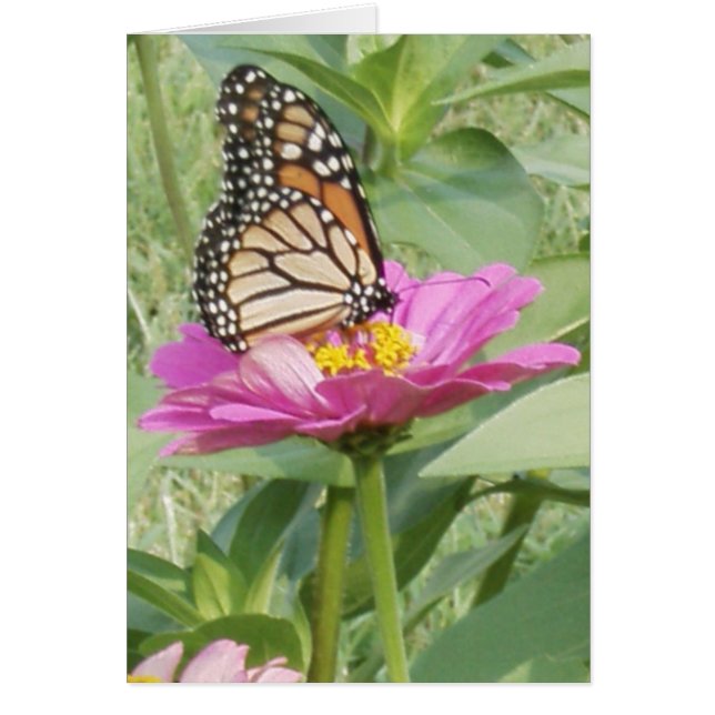 Mariposa monarca en la zinnia rosa (Frente)