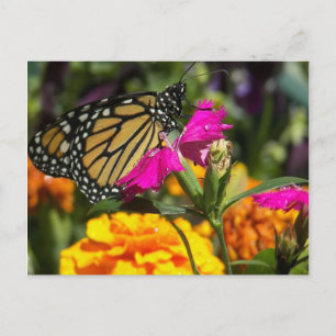 Mariposa monarca en marigold rosa - tarjeta postal