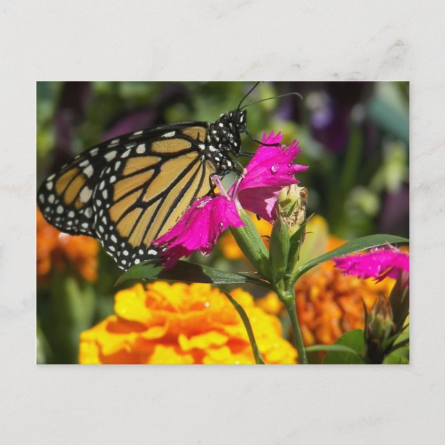 Mariposa monarca en marigold rosa - tarjeta postal (Anverso)