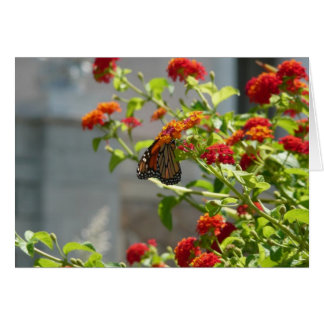 Mariposa monarca en mariposa roja Bush