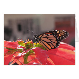 Mariposa monarca en Poinsettia