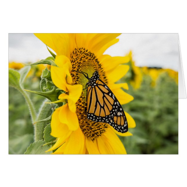 Mariposa monarca en Sunflower Notecard (Anverso (Horizontal))