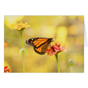Mariposa monarca en Zambia