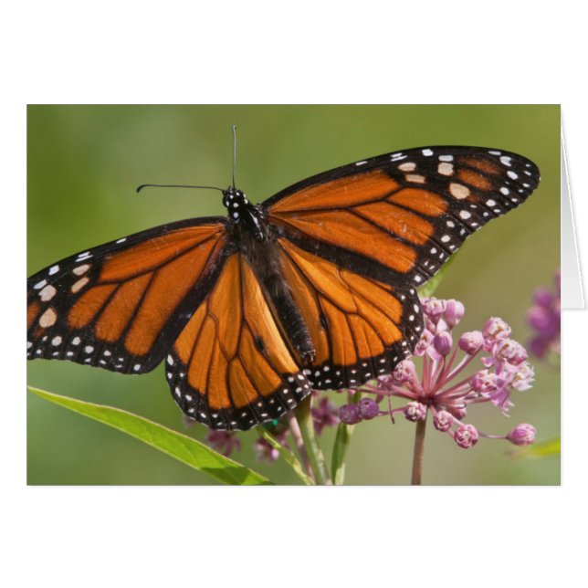 Mariposa monarca macho en Swamp Milkweed (Anverso (Horizontal))