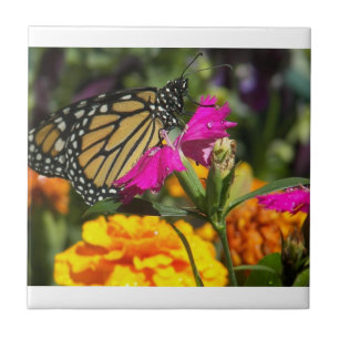 Mariposa monarca sobre azulejos rosados de azulejo