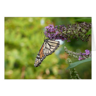 Mariposa monarca sobre mariposa morada Bush