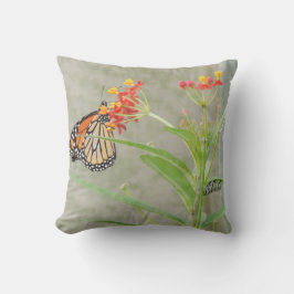 Mariposa monarca y almohada oruga
