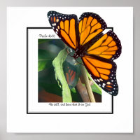 Mariposa monarca y arte crisalí