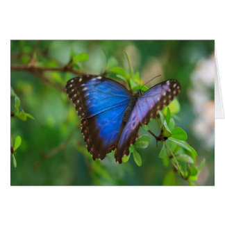 Mariposa morfa azul