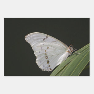 Mariposa morfa blanca en hojas