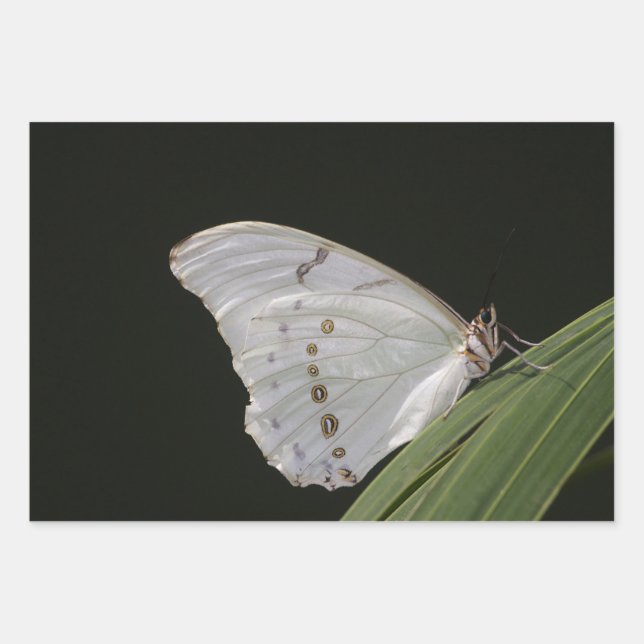 Mariposa morfa blanca en hojas (Anverso 2)