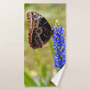 Mariposa morfo azul en una orquídea de mariscos