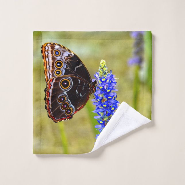 Mariposa morfo azul en una orquídea de mariscos (Toallita)