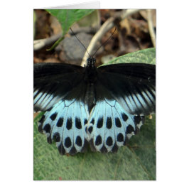 Mariposa mormal irlandesa azul