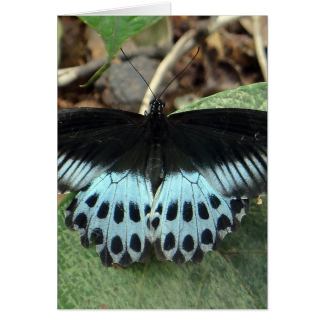 Mariposa mormal irlandesa azul (Frente)