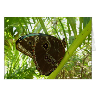 Mariposa Morpho Azul Fotografía de Naturaleza Trop